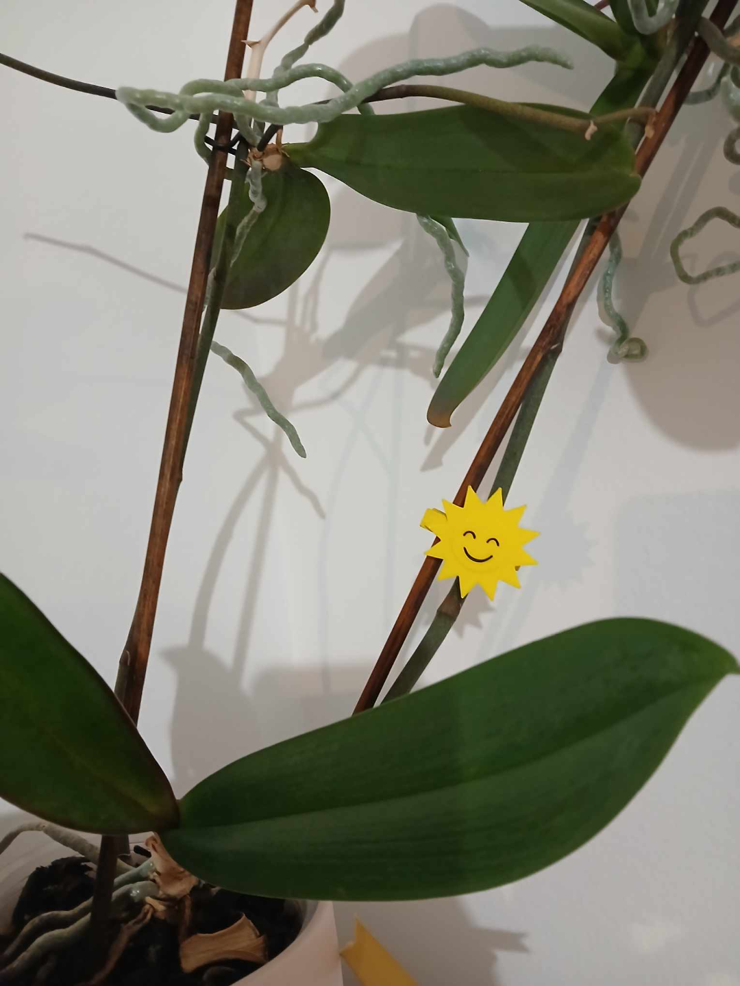 Smiling Sun decoration