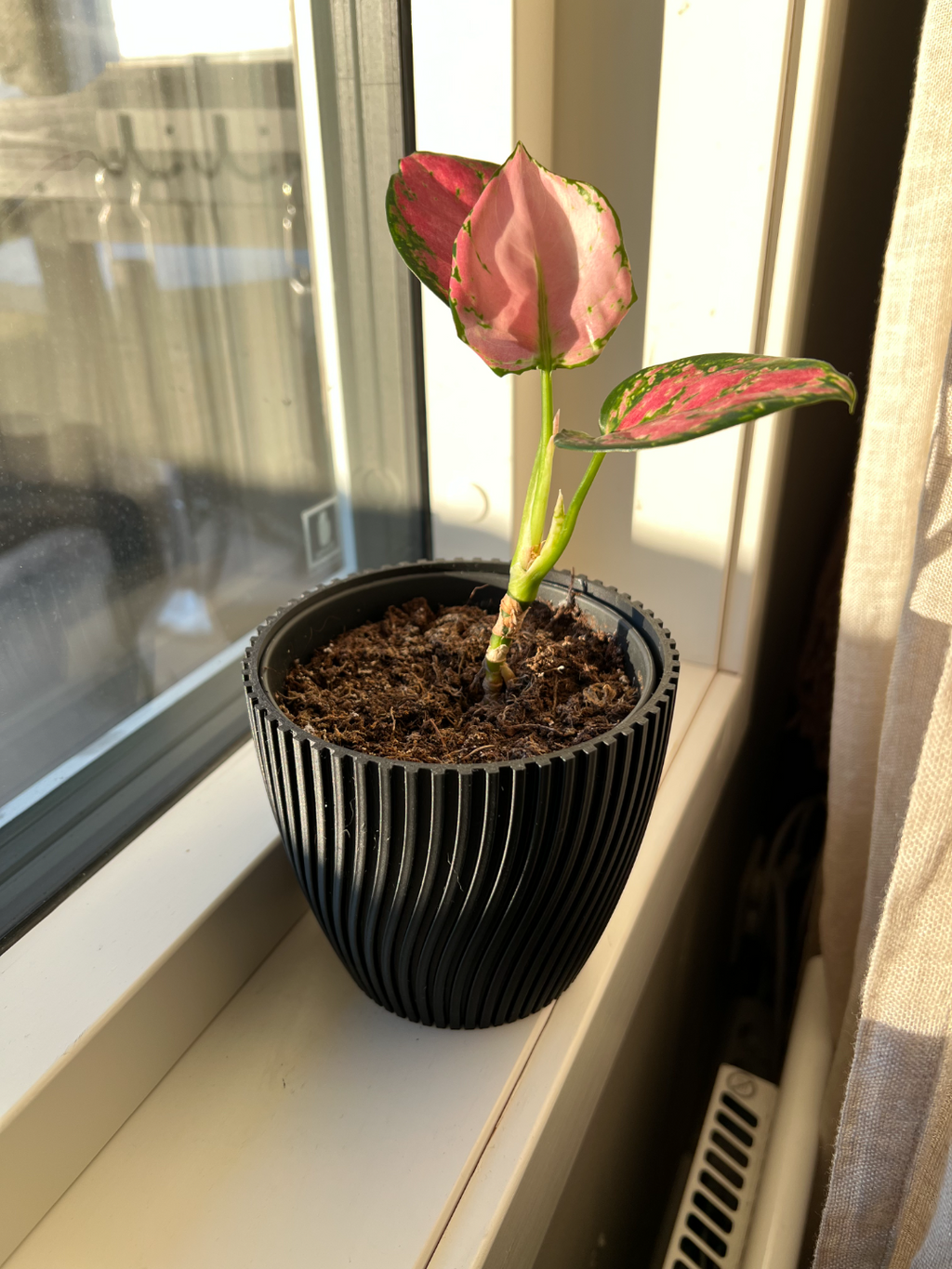 Parametric ribbed flower pot
