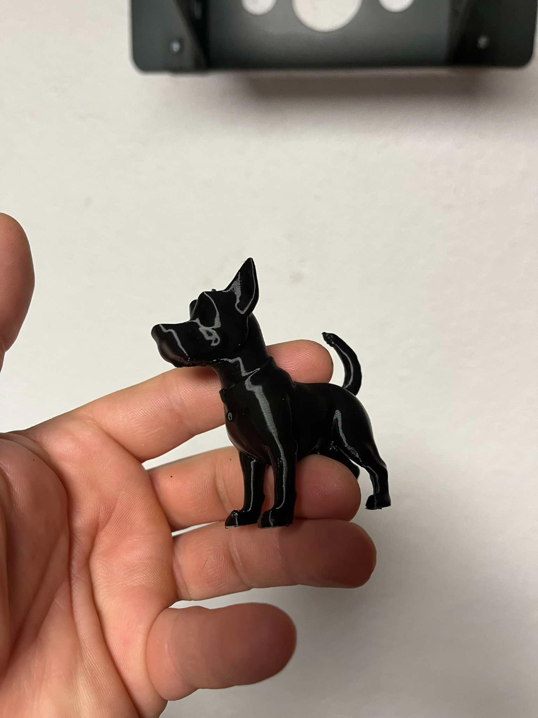 A small dog