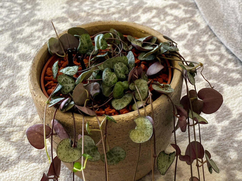 Plant Pin Pro