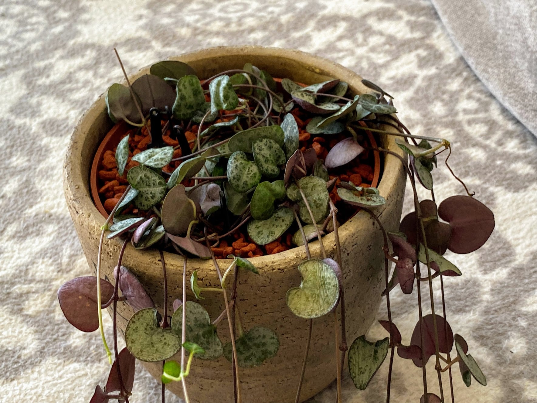 Plant Pin Pro