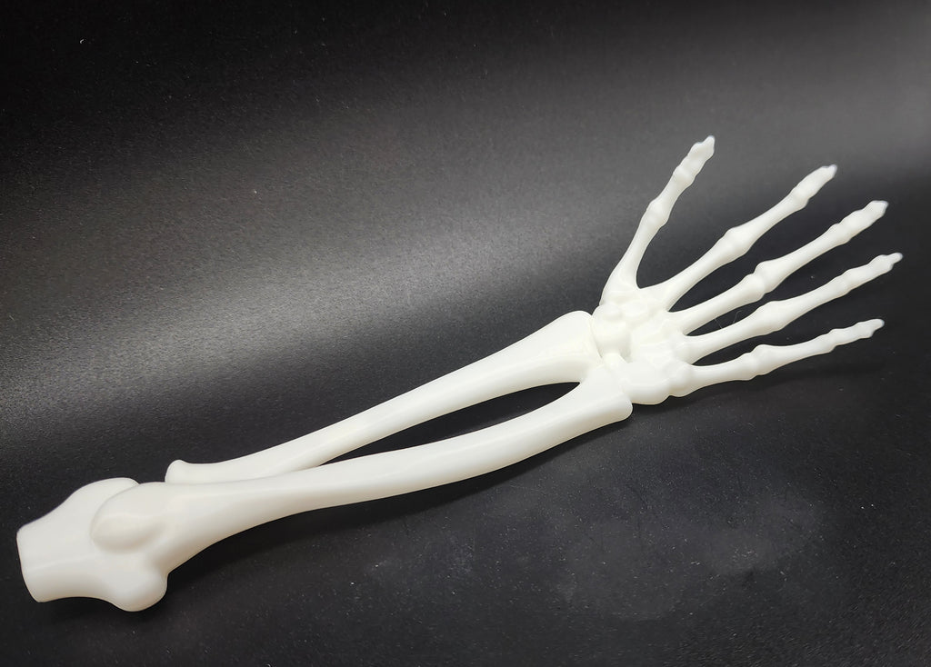 Skeletal Forearm & Hand