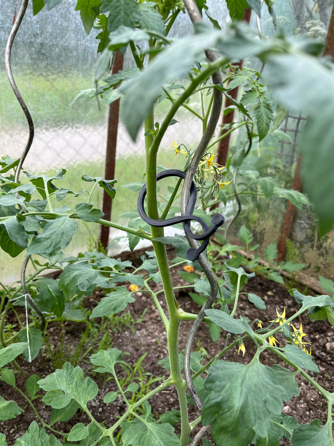 Clips for other vegetables in the greenhouse