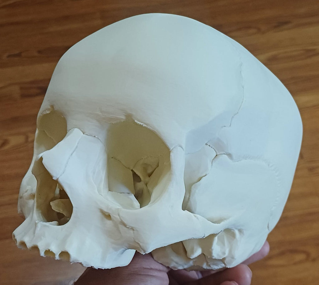 Skull with separate teeth