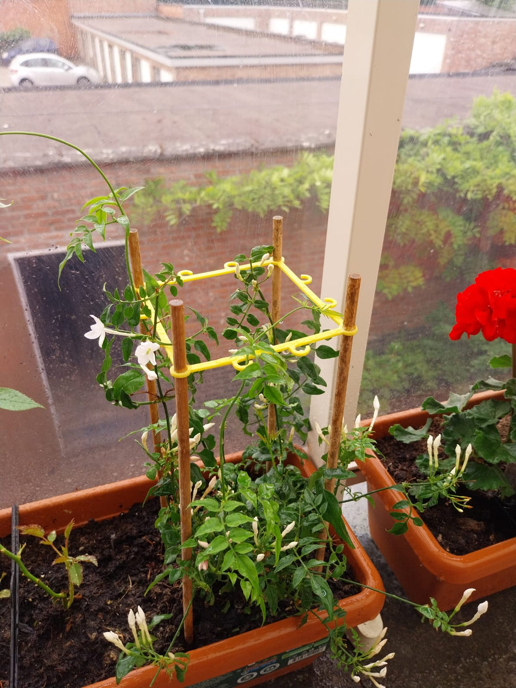 climbing plant