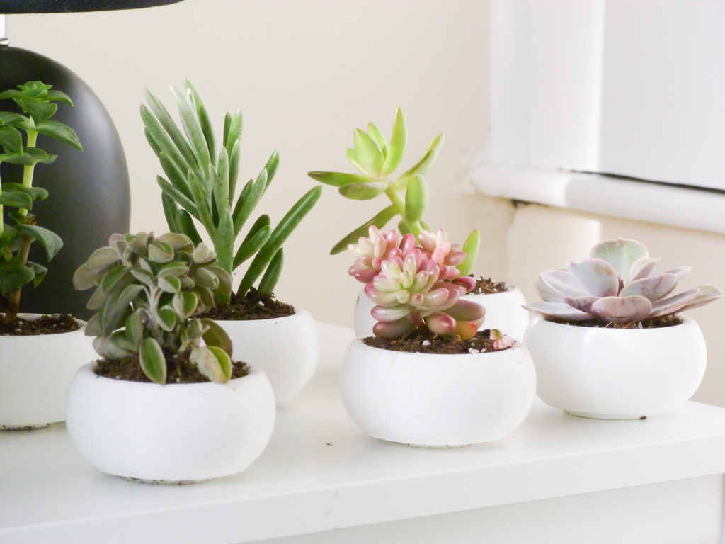 Mini Succulent Planter Bonsai Style