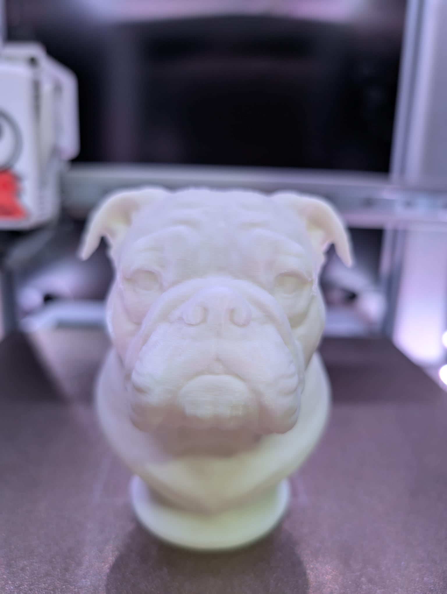My english bulldog