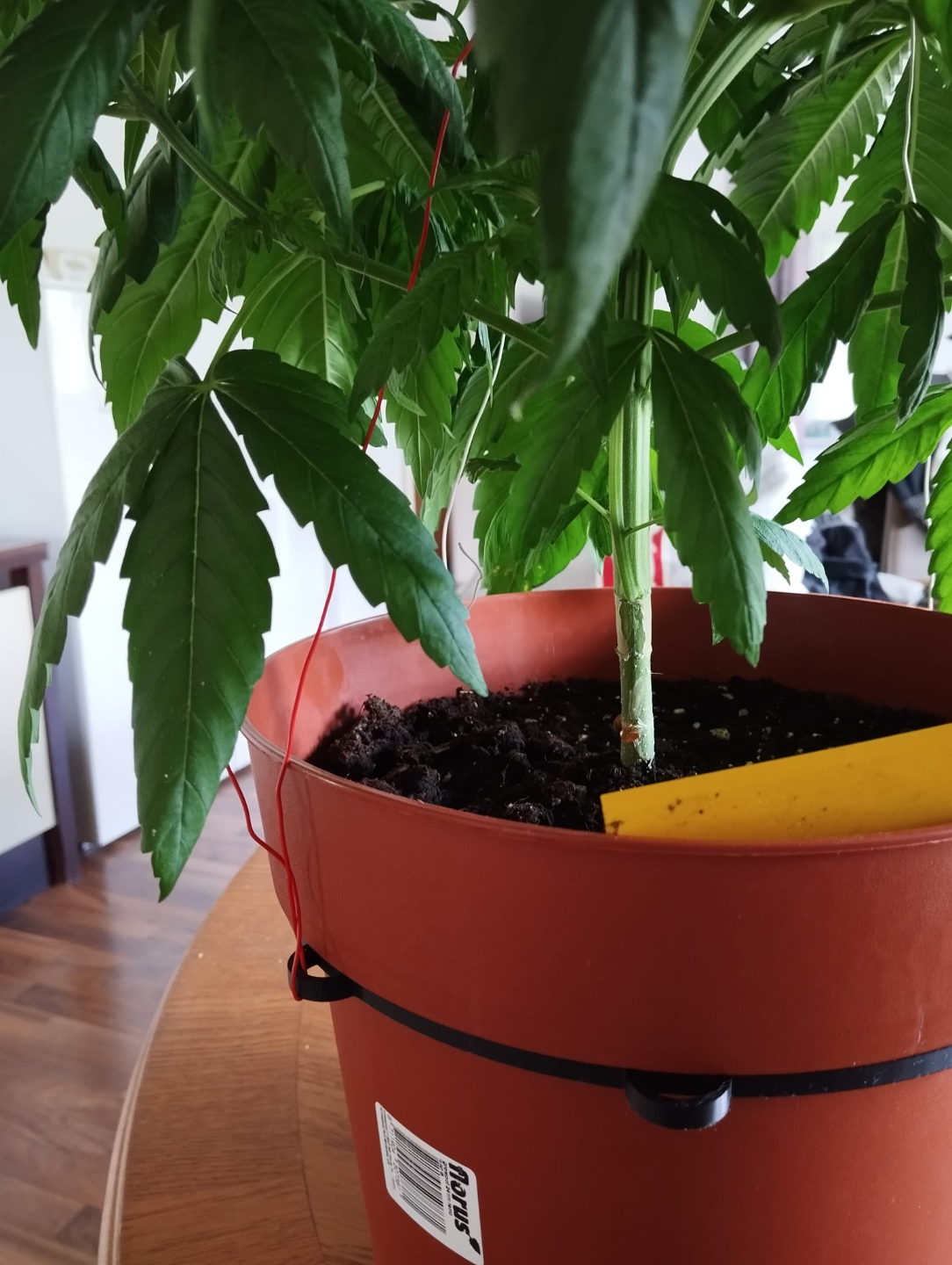 Grow Plant Binder