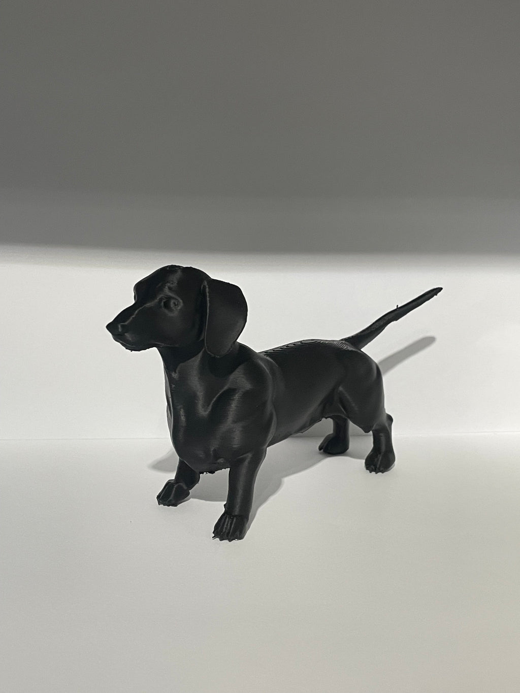 Miniature Dachshund Dog