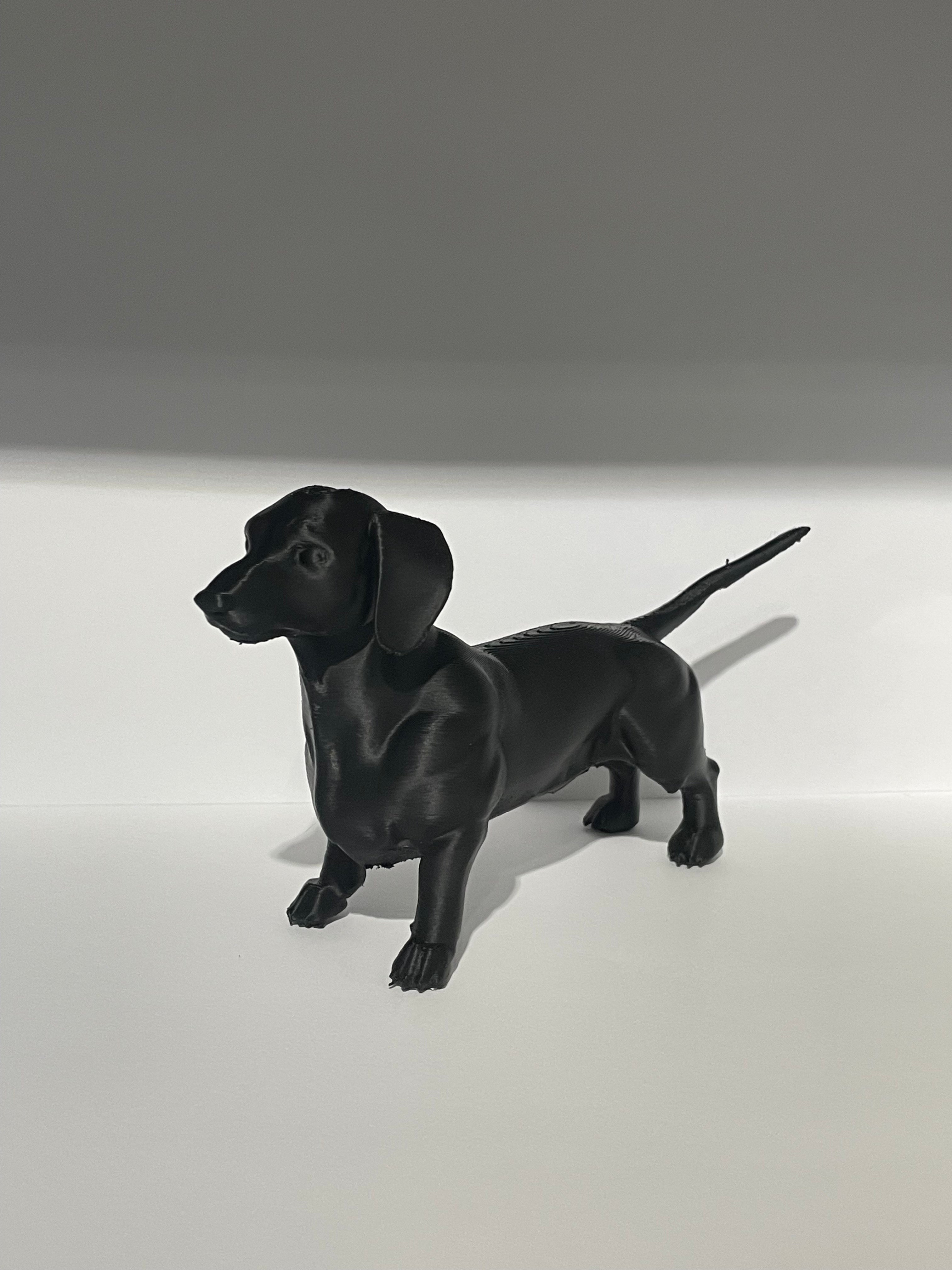 Miniature Dachshund Dog