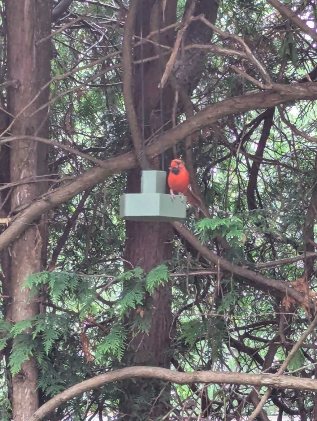 Bird Feeder