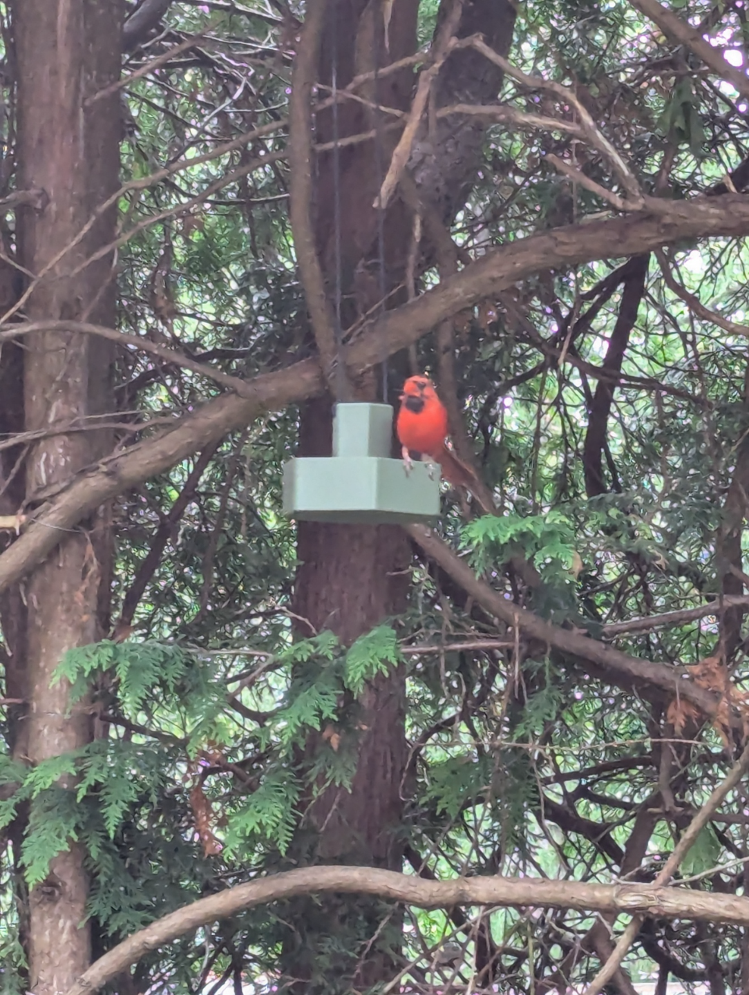 Bird Feeder