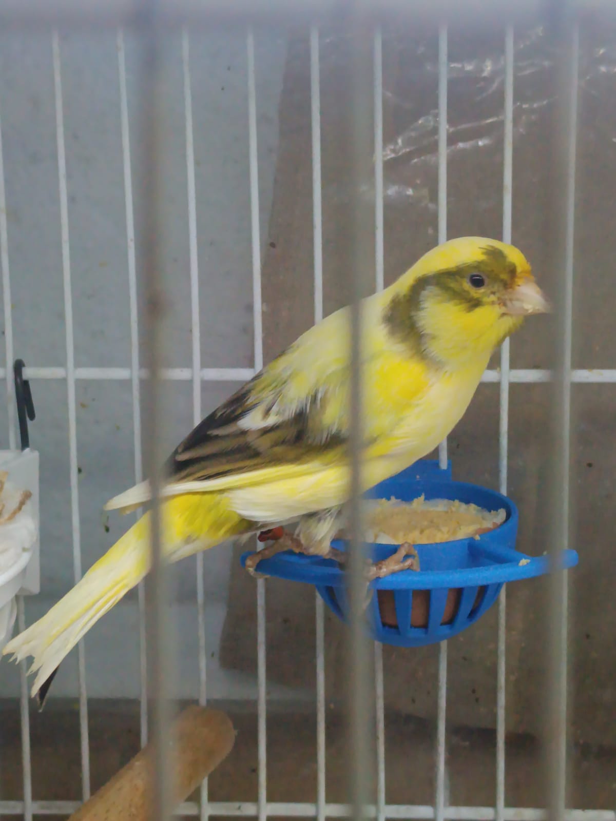 huevera para pajaros