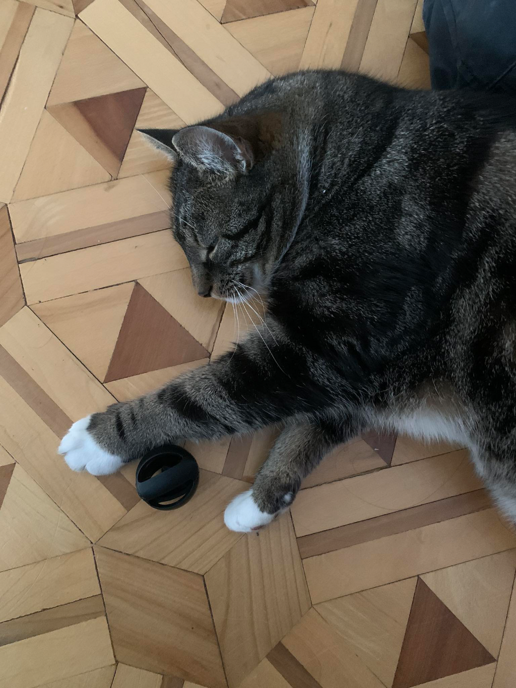 Pet Toy ball for Cats, Rats, and Ferrets