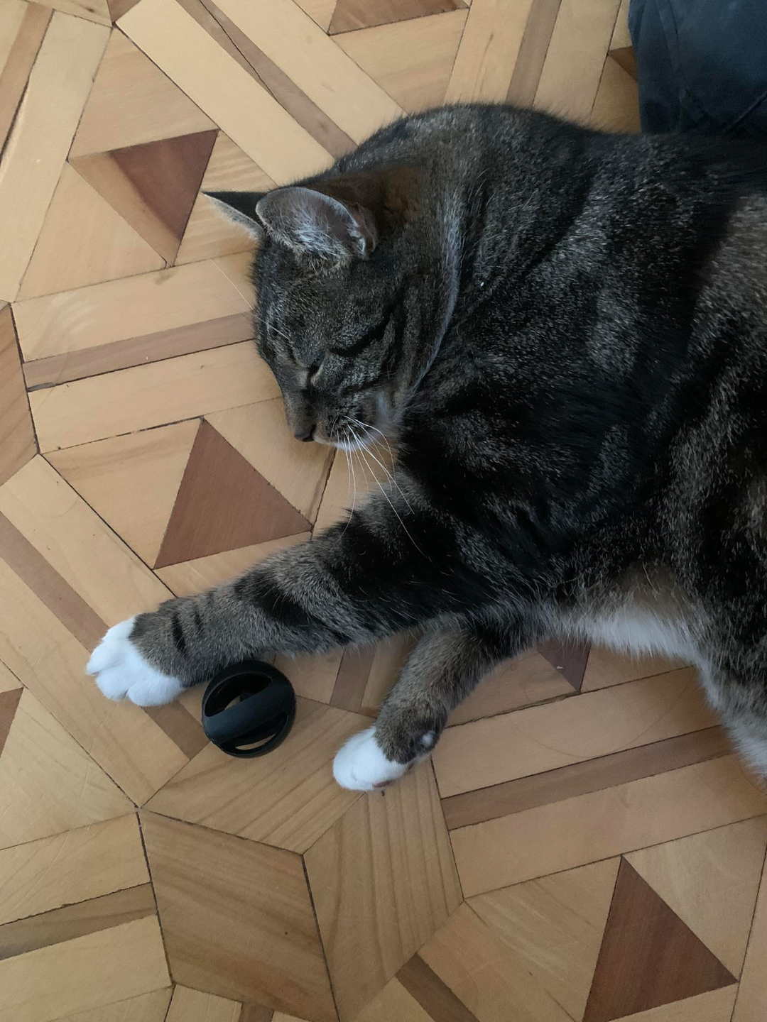 Pet Toy ball for Cats, Rats, and Ferrets