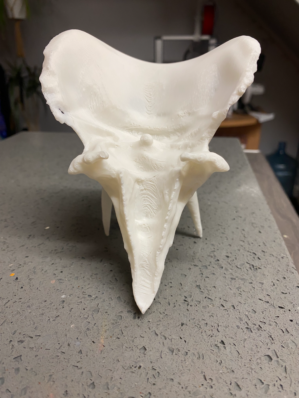 dinosaur skull- triceratops