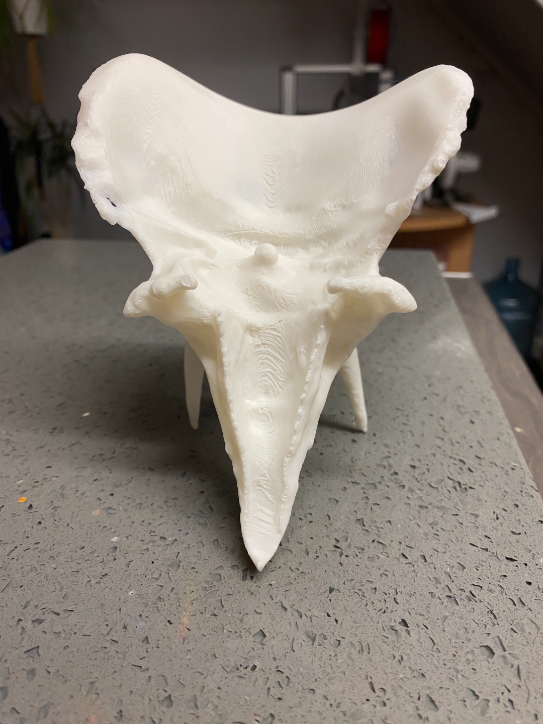 dinosaur skull- triceratops