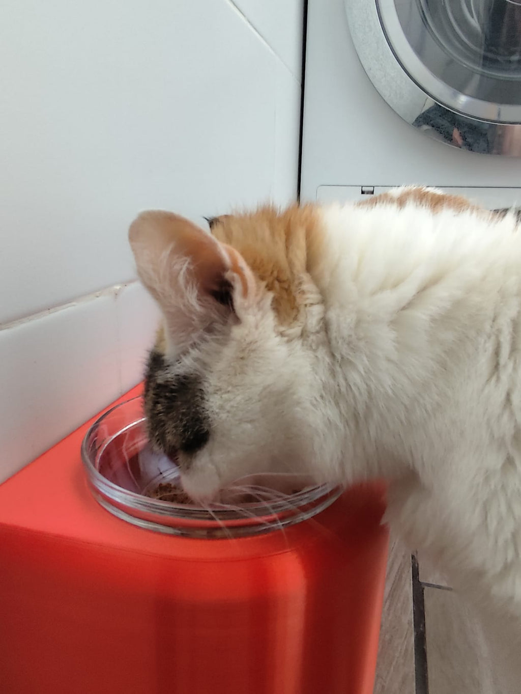 Comedero alto para gatos o perros pequeños