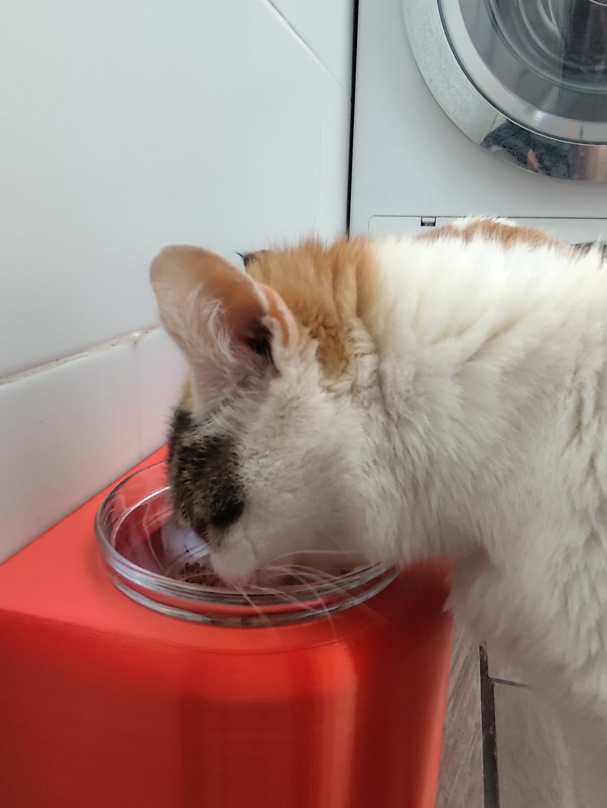 Comedero alto para gatos o perros pequeños