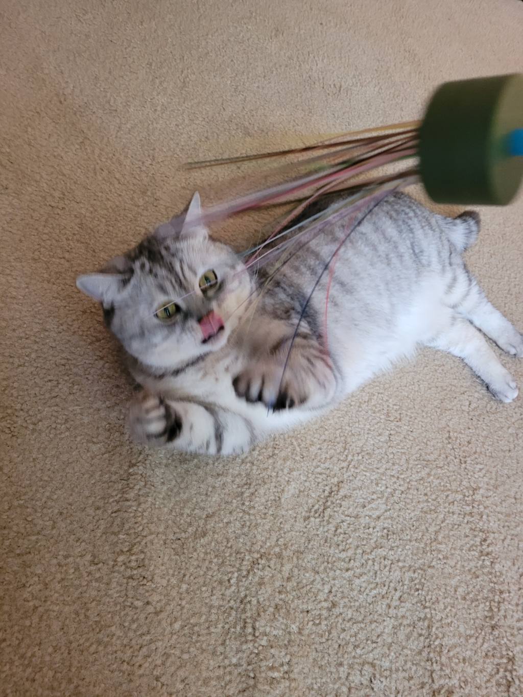 Poop Line Cat Toy