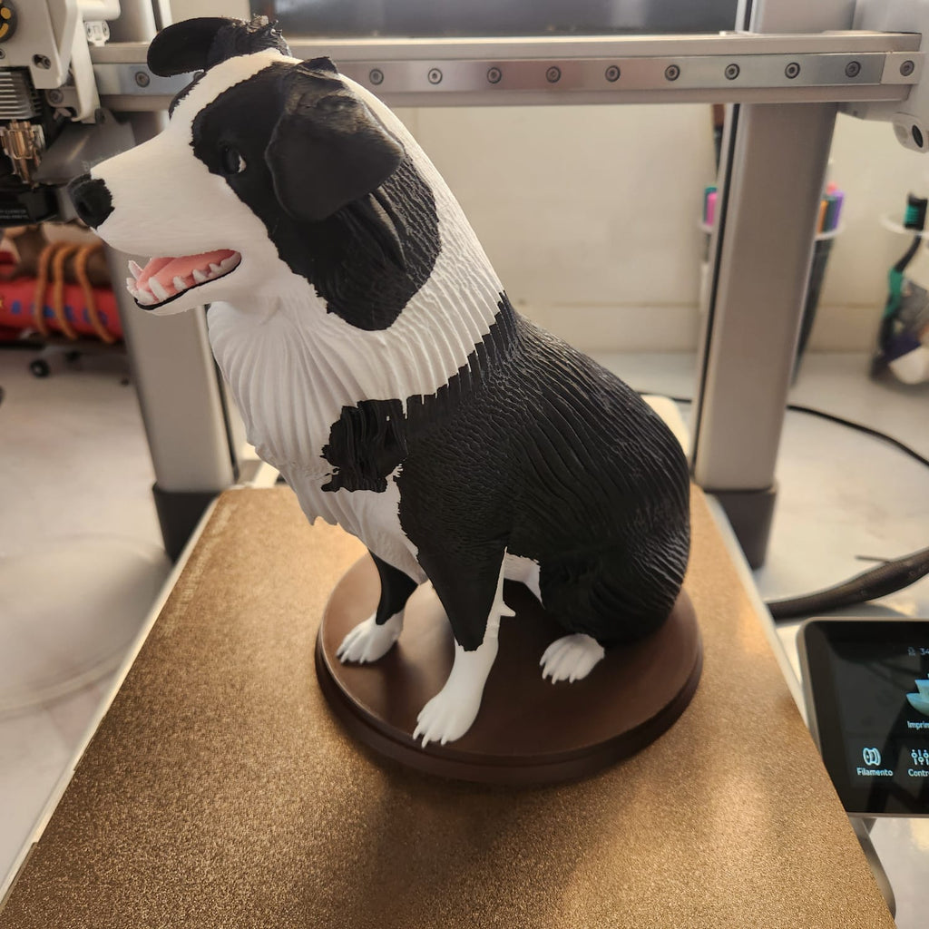 border collie multicolor
