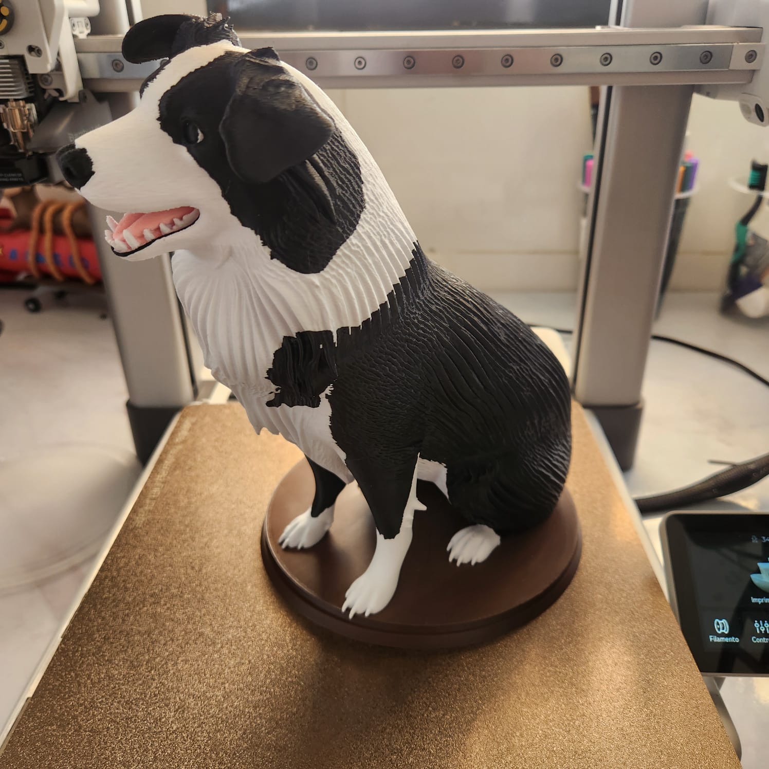 border collie multicolor