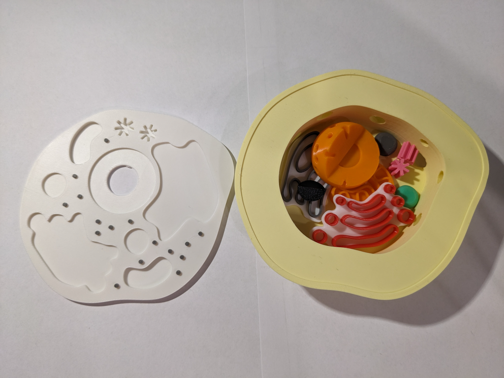 Animal cell model puzzle