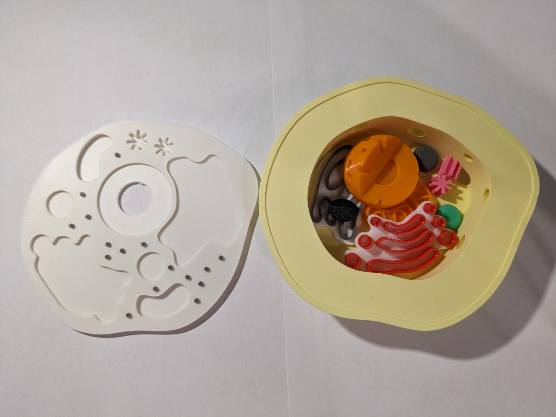 Animal cell model puzzle