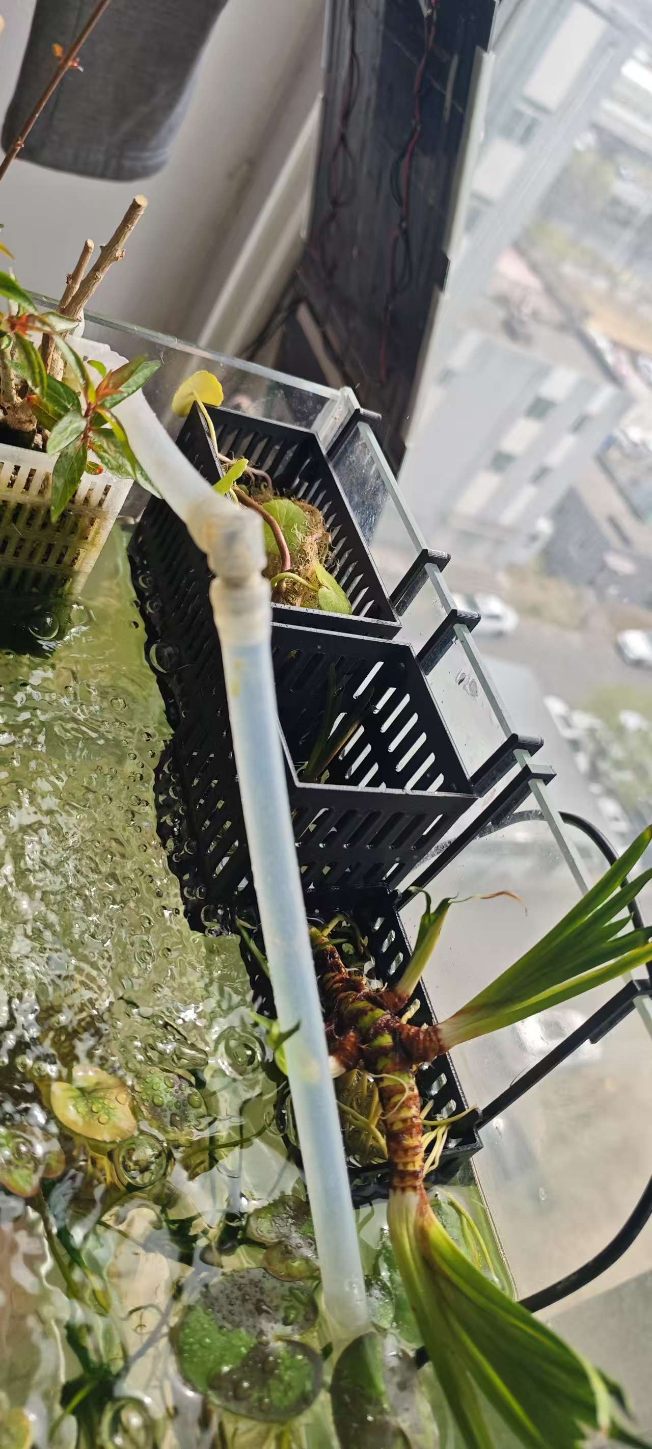 水培篮