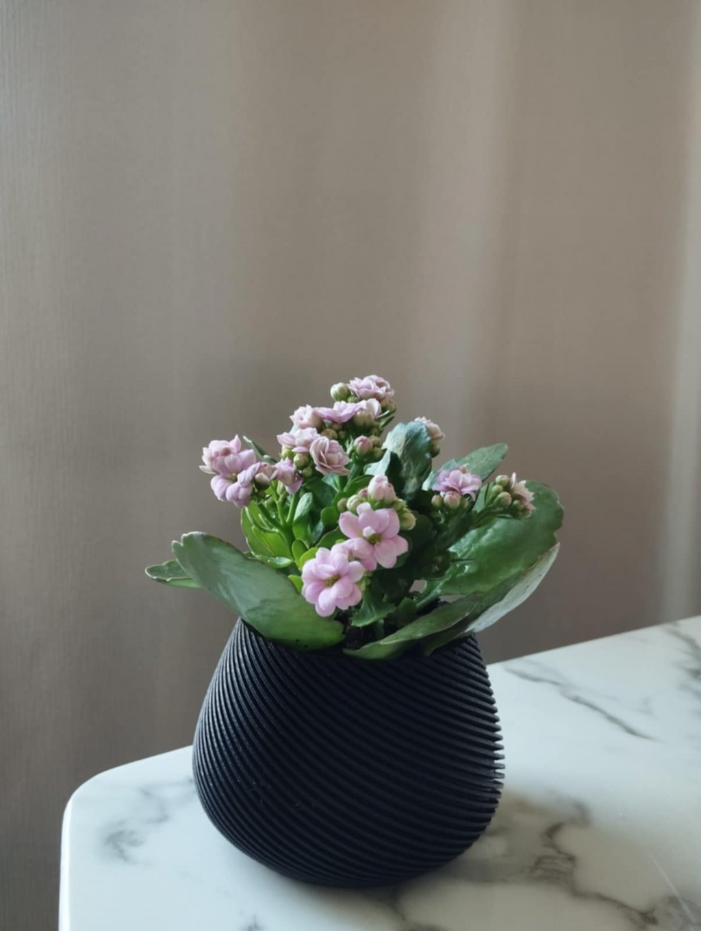 Plant pot