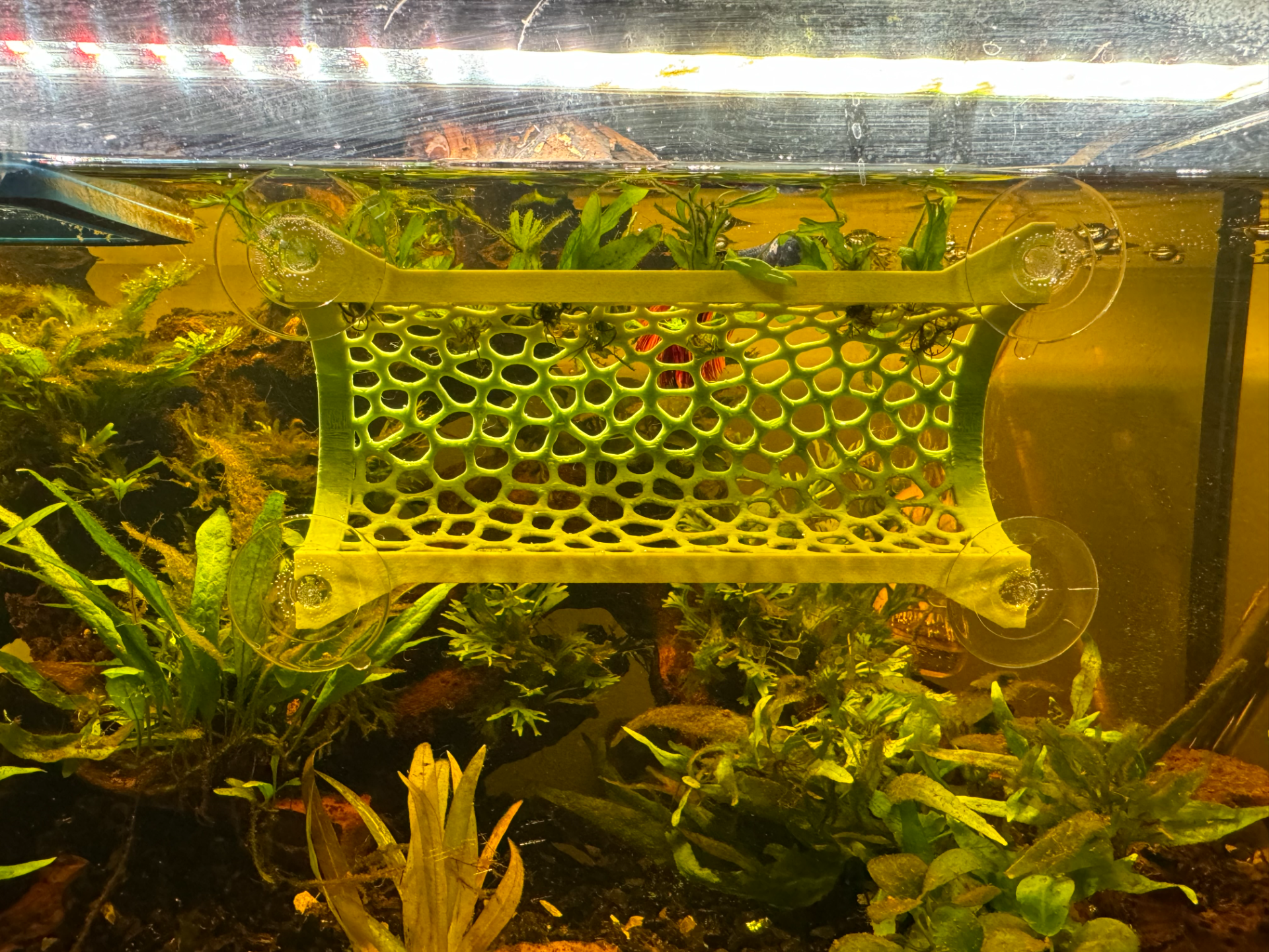 Betta Fish Tunnel Tank Mountable
