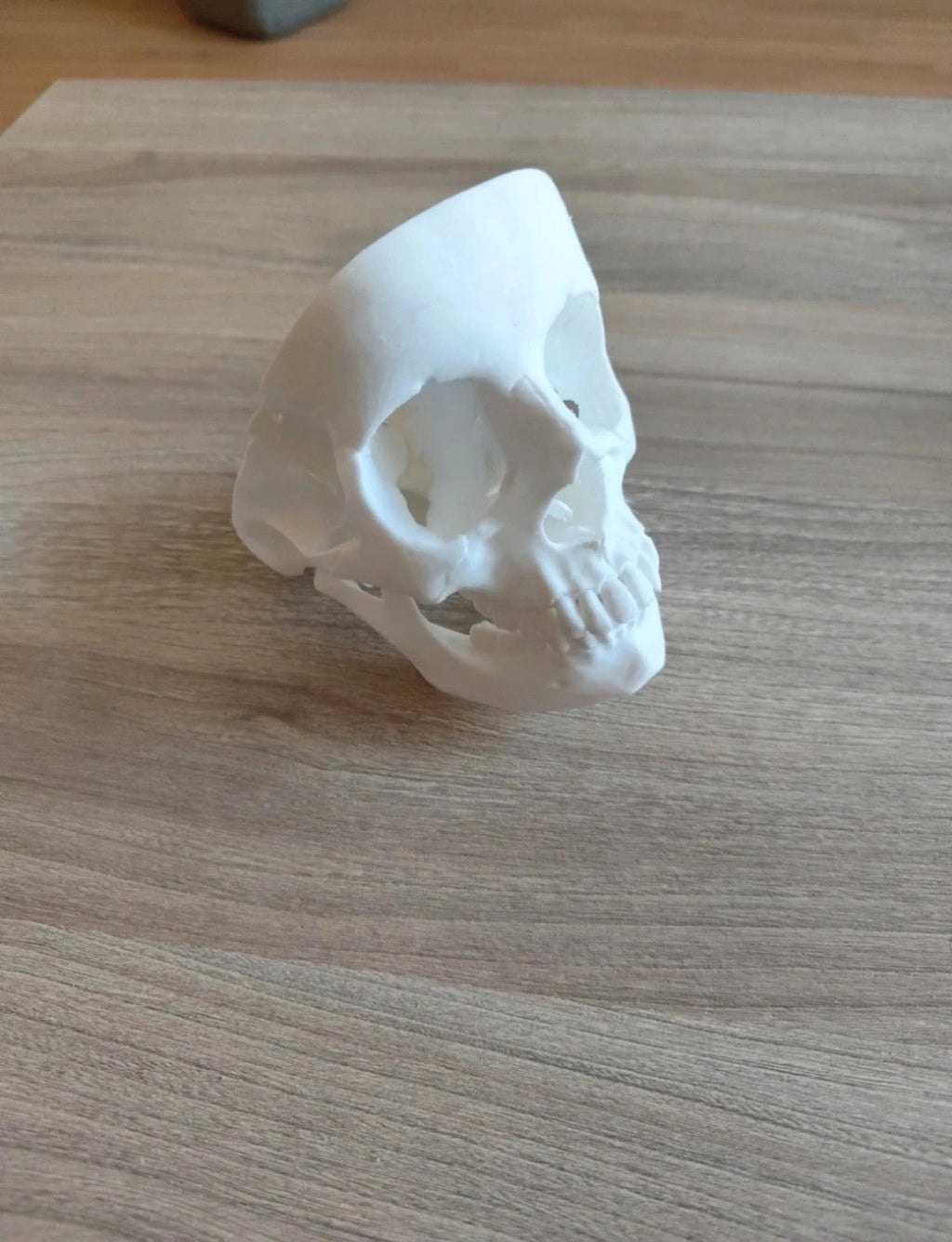 Human skull, anatomically correct