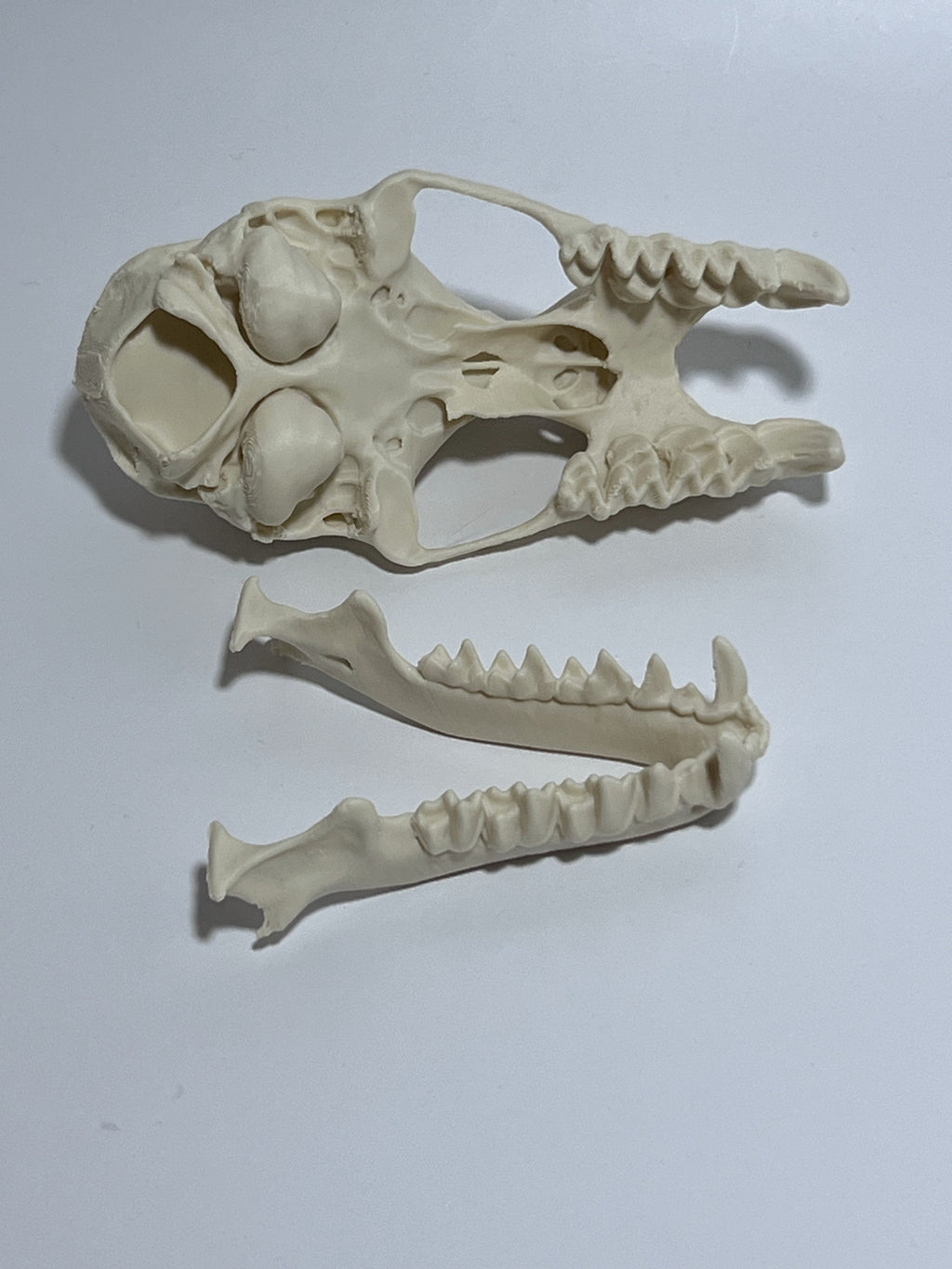 Greater Horseshoe Bat Cranium and Mandible 5X