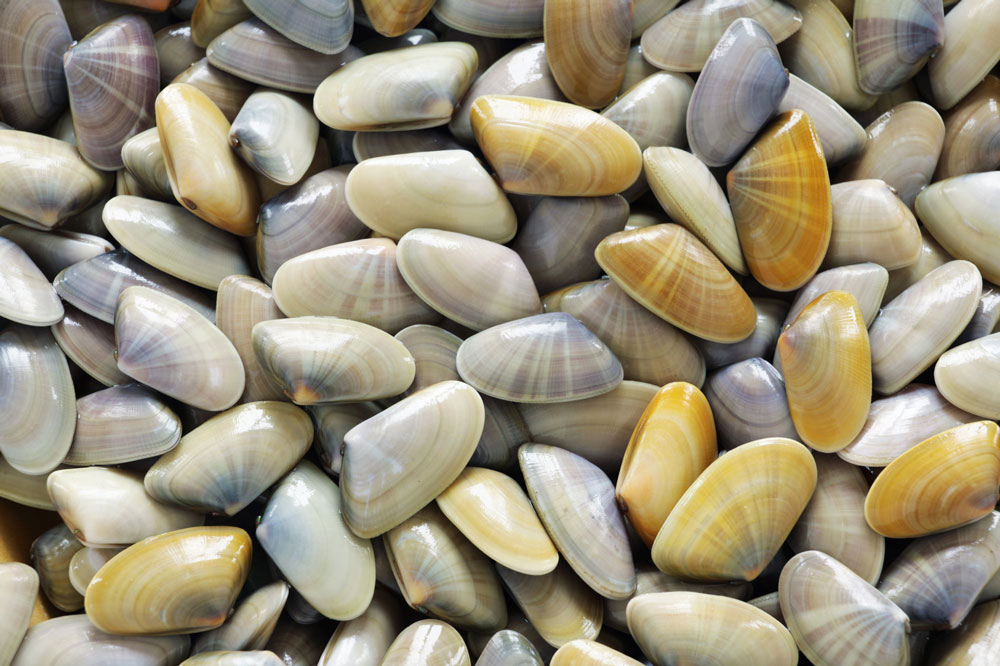 Beach Scoop Shells