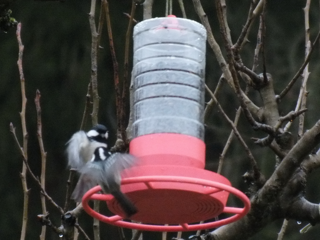 Bird feeder made from a granulated tea bottle