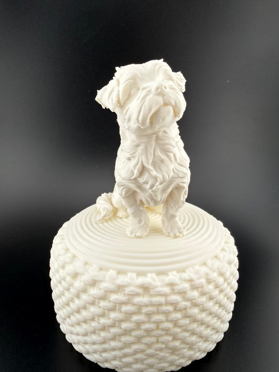Maltese Malshi dog