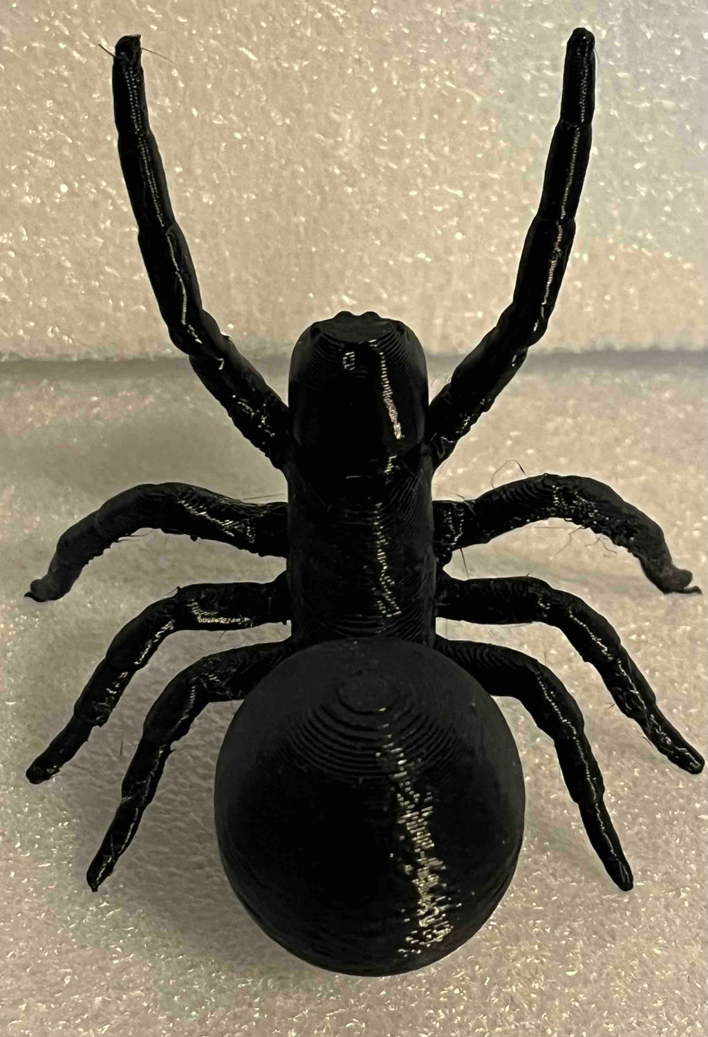 Australian Funnel Web Spider