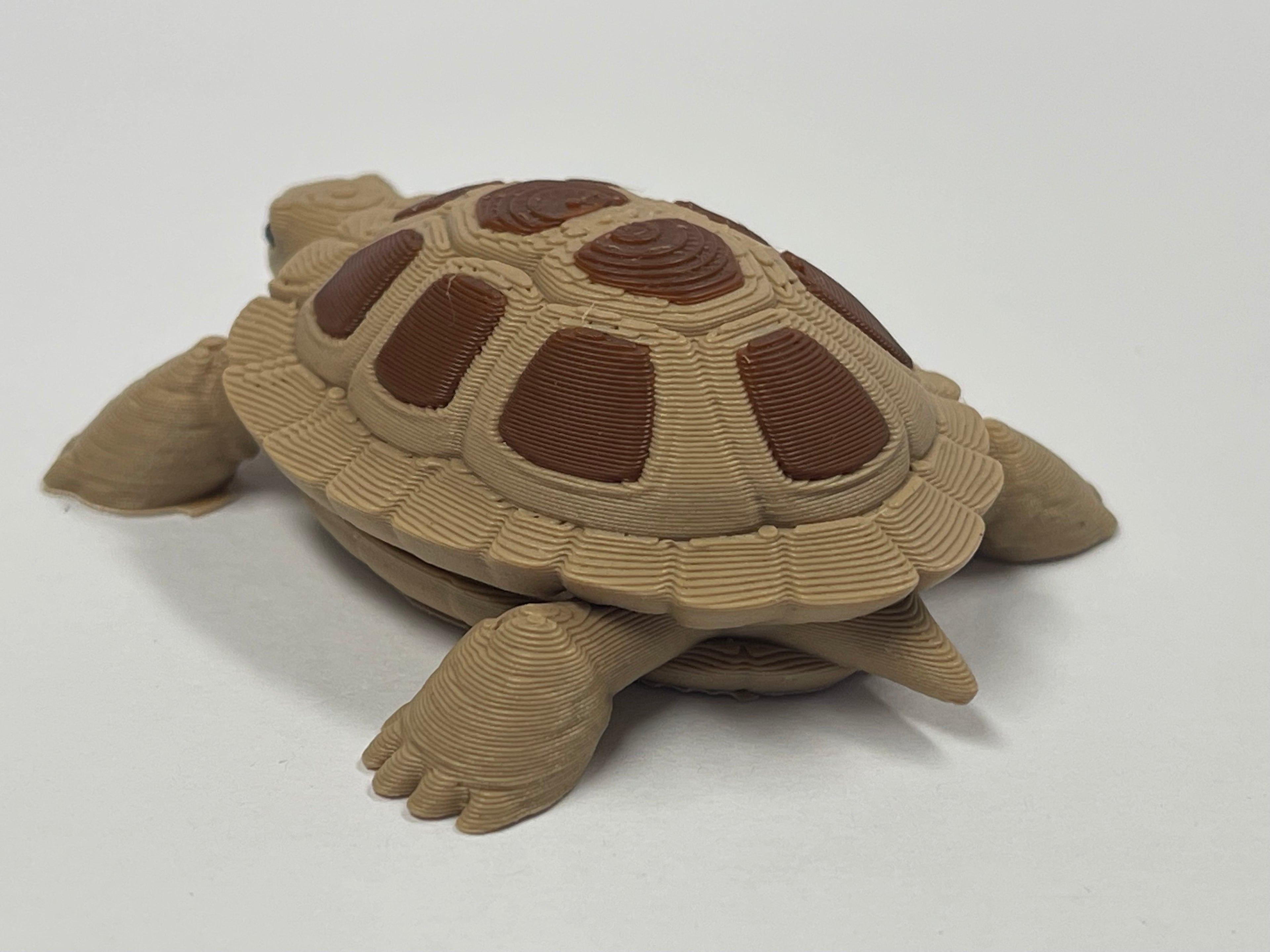 Fun Little Turtle