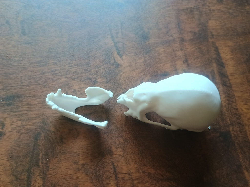Vampire Bat Skull and Jaw