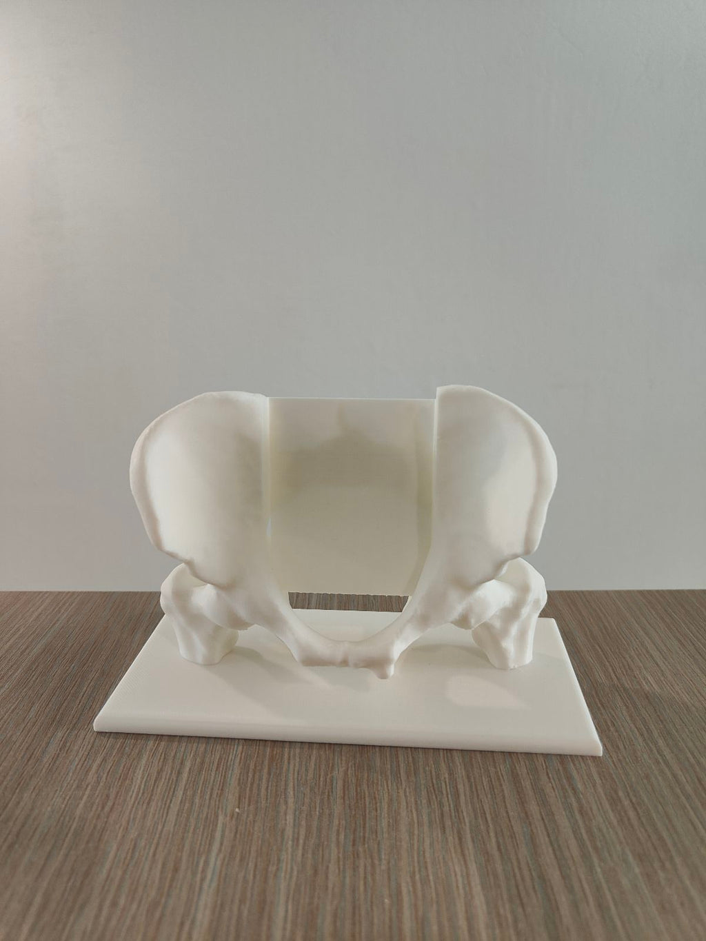 Pelvis Business Card Holder