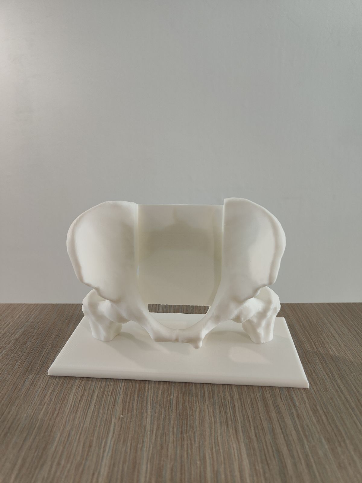 Pelvis Business Card Holder