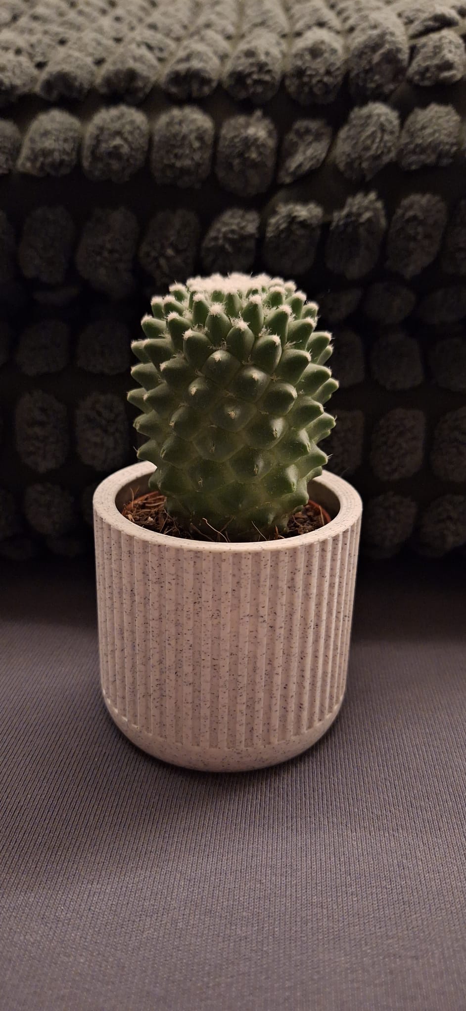 ribbed succulent planter
