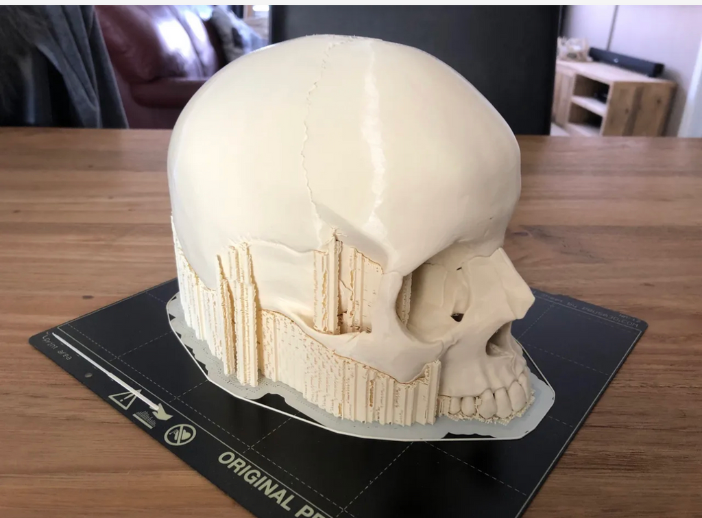 Human Skull, Anatomically Correct