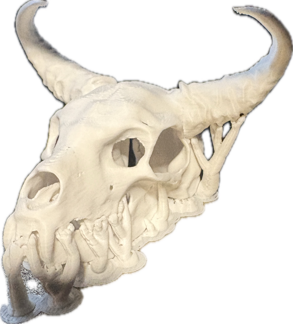 Animal skull with fang and horns