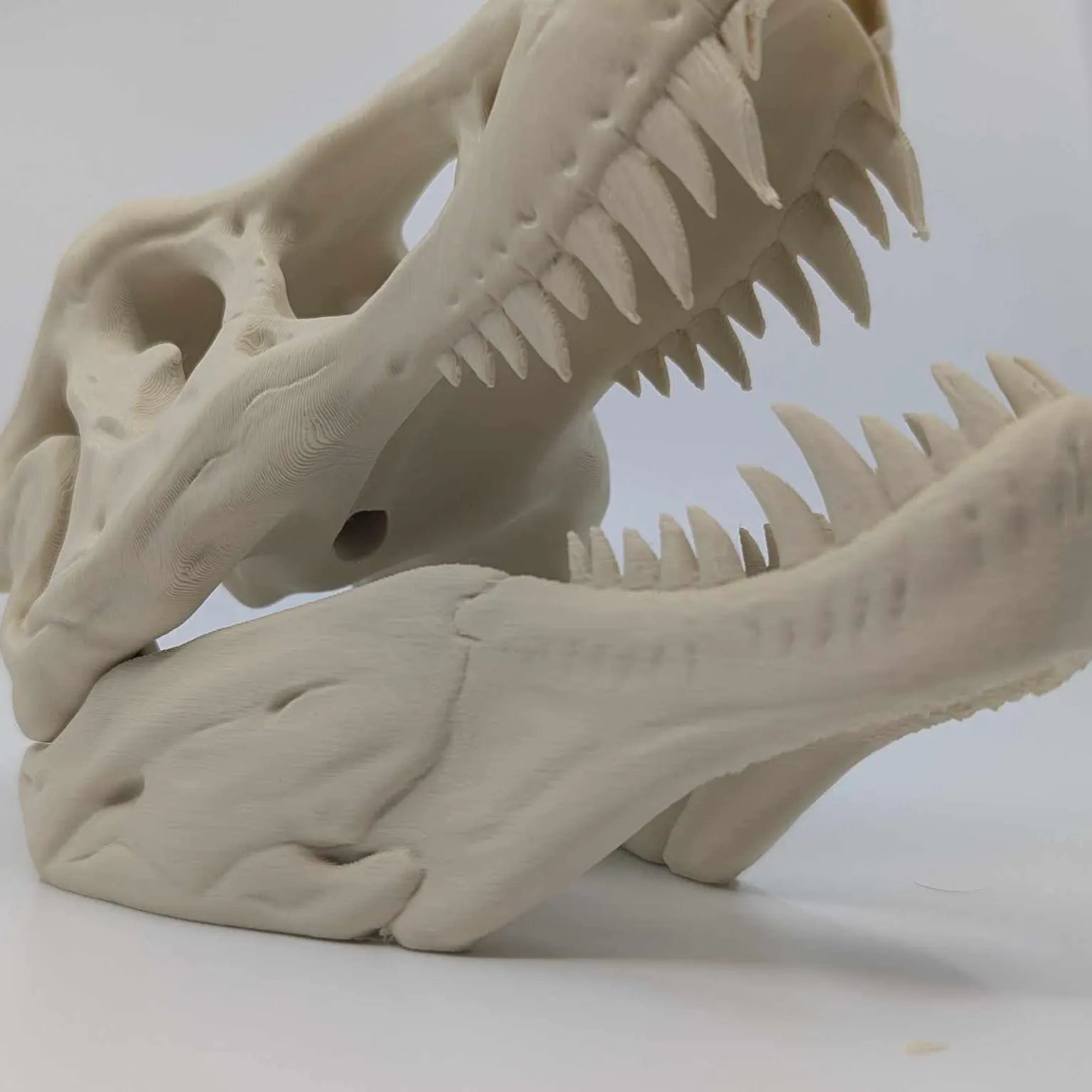 The T-Rex Skull Reptile, Arachnid, Snake Hide