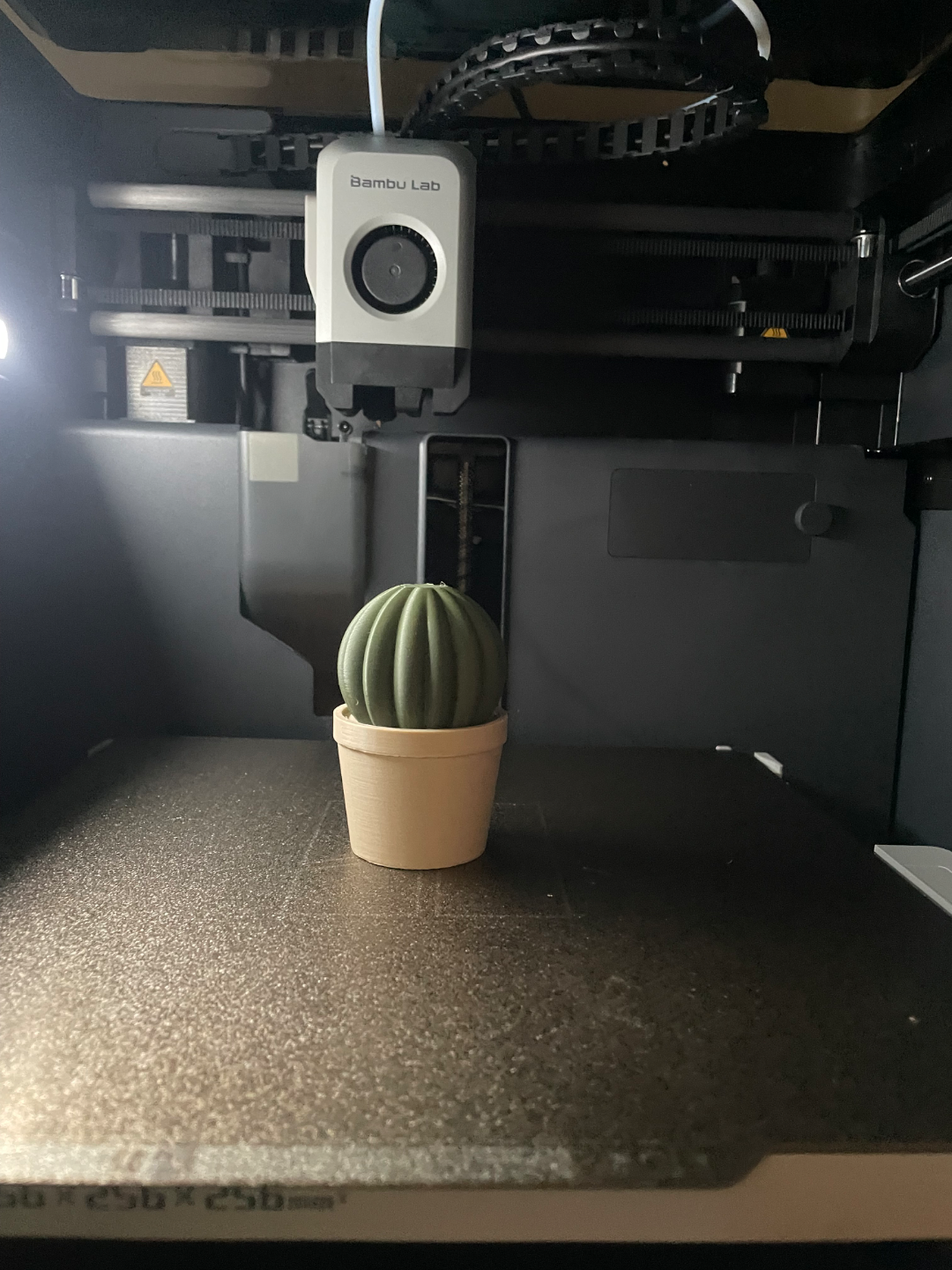 cactus in pots
