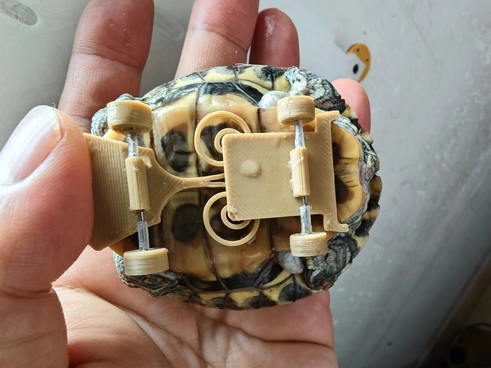 SK8 turtle