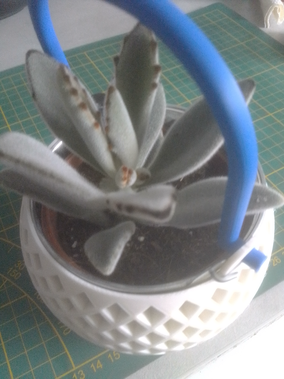 Plant pot with handle