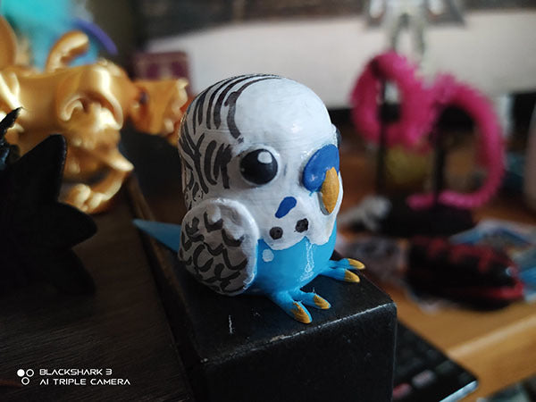 Little Budgie