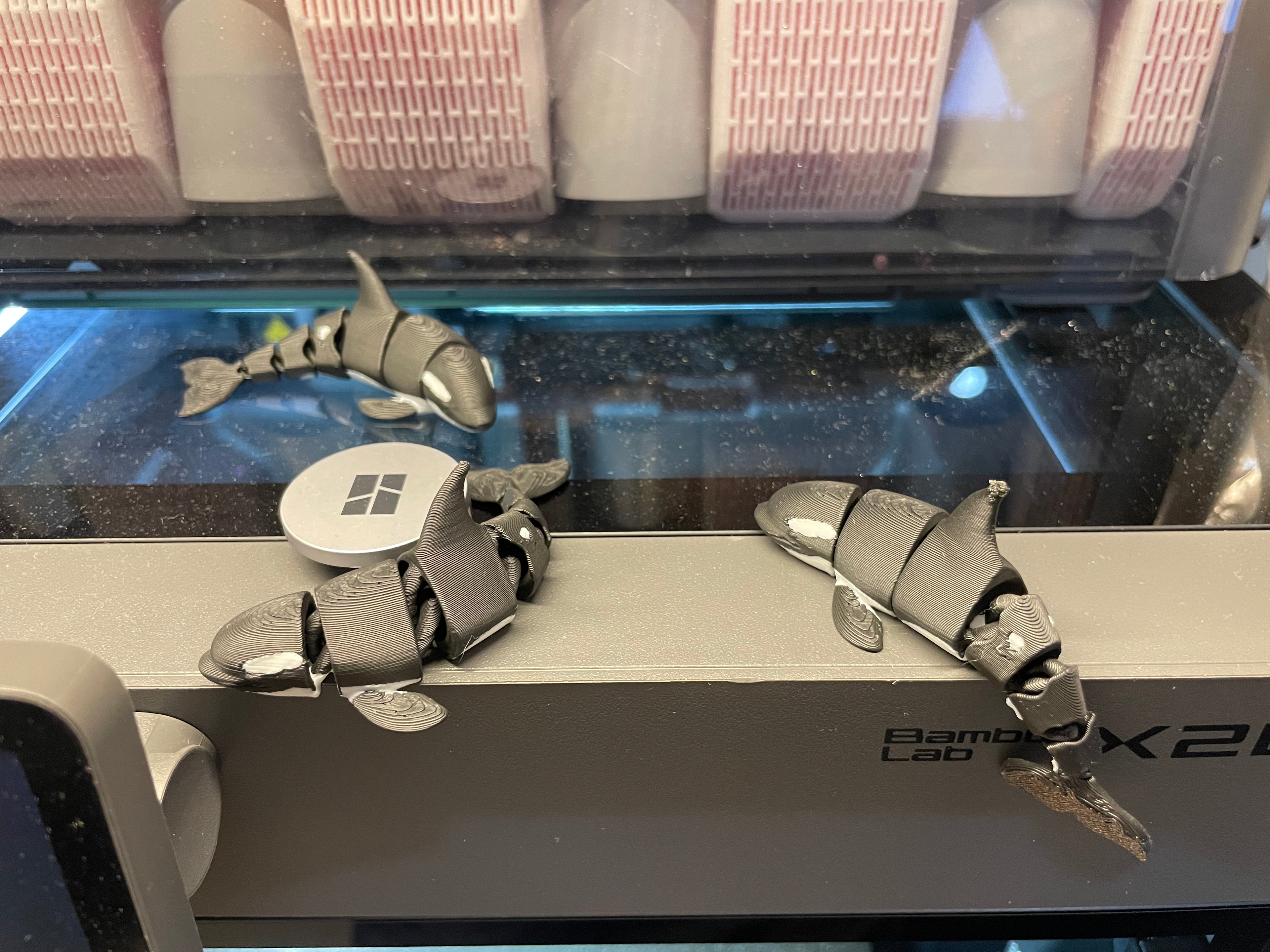 12g黑白虎鲸-双色打印-可商用